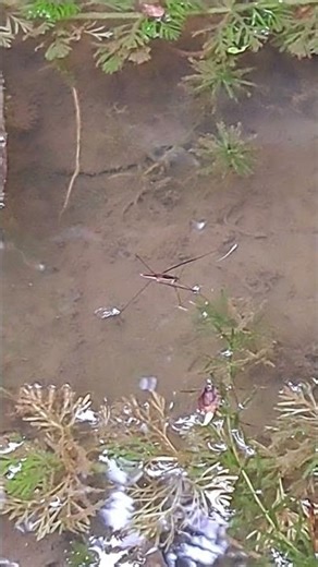 Water strider uses middle leg to sense any vibration (水黾利用中脚感知任何震动)
