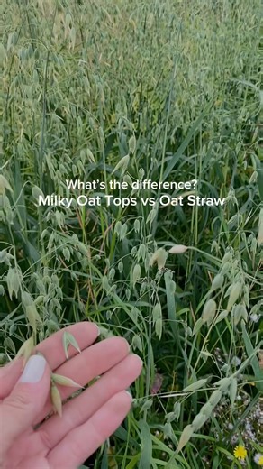 Avena sativa: Oat Tops vs Oat Straw