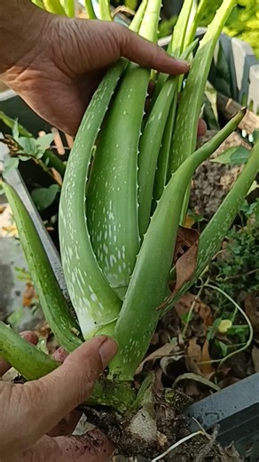 Indoor Aloe Vera Plant Tutorial #shorts #aloevera #plants