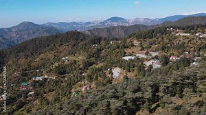 4k Aerial view of Cedrus Deodara (Himalayan Denodar) trees with the panoramic view of a deep valley and beautiful horizon line. Drone view of clear blue sky and Cedar Deodar forest on a sunny day.