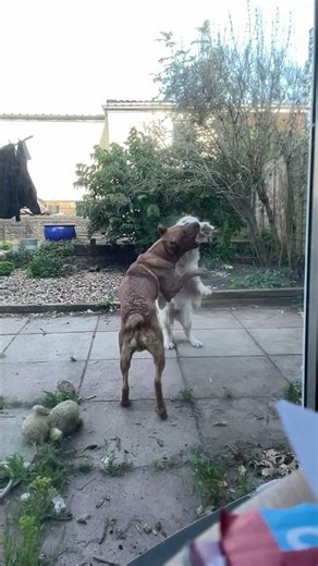 Lion plays with bear