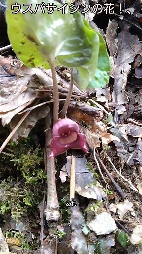 ウスバサイシンの花！、【ある風景】 #観察 #未来遺産 #昆虫 #そこにある自然 #ダボさんtv #自然 #ショート #植物 #ウマノスズクサ科#カンアオイ属#ウスバサイシン#ヒメギフチョウ