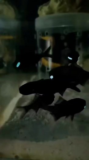 15K views · 284 reactions | WICCA on Reels | Facebook