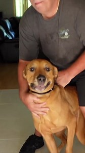 3.9K views · 228 reactions | Finally stop behaviors like puppy...