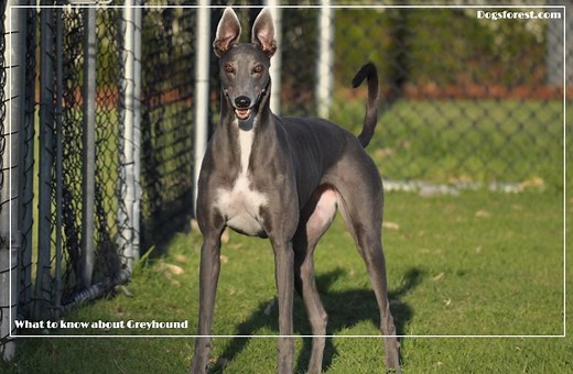 Greyhound Growth Chart (Weight Chart & Size Chart)