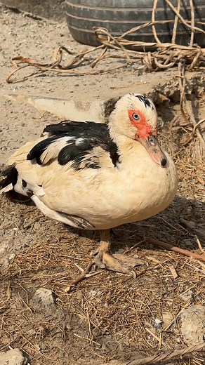 Treatment of sick duck and all birds #birds #duck #duckfarming #viralreel #minizoo | Ch Shani Vlogs