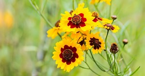 Coreopsis - Alchetron, The Free Social Encyclopedia