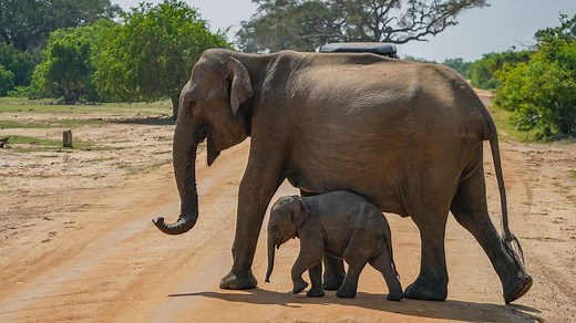 What's devastating the elephant population in Africa?
