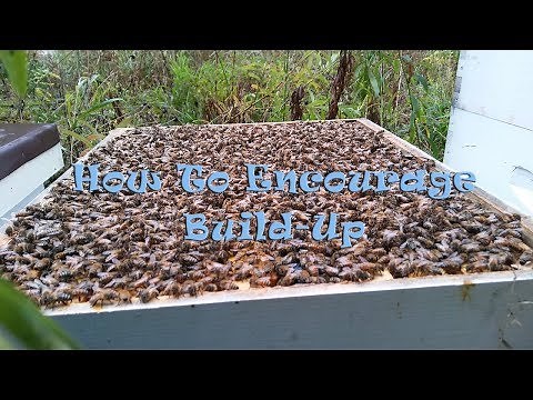 How To Encourage Build-Up In Your Hive