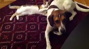 This is the most annoying cat in the world. | Most Talked About