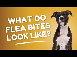 What Do Flea Bites Look Like? | Vet FAQs