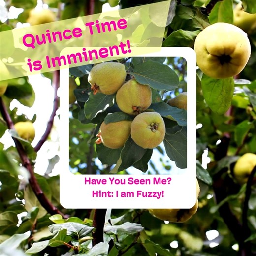 Fall in Portland is a fun time to learn new fruit, we have some amazingly cool varities all around us that thrive in our PacNW climate. If you have been meaning to connect with us this season for a harvest or a helping shift, it's not too late! 諾邏 We are harvesting, preserving, and getting fruit to pantries in need of fresh produce daily. Join us! #keepportlandabundant #keepportlandfruity | Portland Fruit Tree Project | Facebook