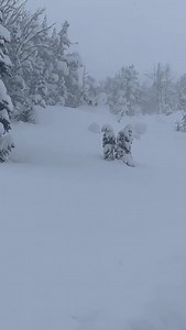 TODAY = Snorkel 🤿 Deep Powder Skiing in Montana🤯 Yes, today... 📸 @coltonellingson | SnowBrains