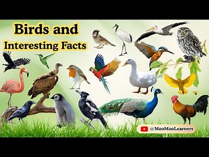 25 Amazing Birds and Their Interesting Facts | Learn About Birds