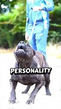 Top 3 Meanest Dog Breeds in the World (Not for Beginners!)😱