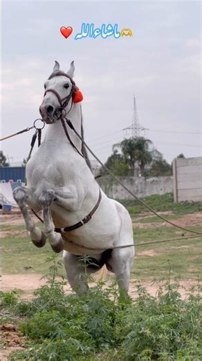 Amazing horse dance Pakistan ❤️ | Nice dancer ghora bablu champion ☝️| 🐴🇵🇰#horse #horsedance #bablu