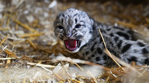 Sanctuary announces the birth of sweet snow leopard cub
