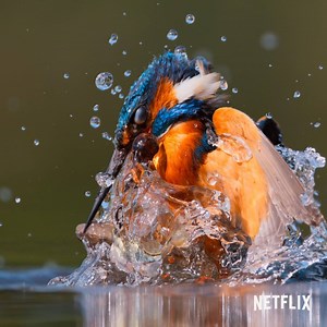 94K views · 1.6K reactions | It's our jaw-dropping, awe-inspiring planet. Witness the wonder now on Netflix. | Our Planet | Facebook