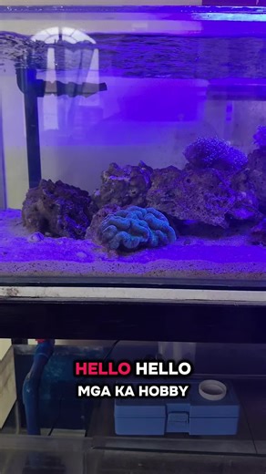 75 Gallons Saltwater Aquarium Shallow Tank. #saltwateraquarium #shallowtank #shallowreeftank