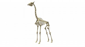 Giraffe Skeleton - Buy Royalty Free 3D model by 3DHorse