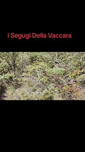 Guida ai Segugi Della Vaccara e Alle Razze