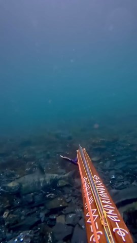 Spearfishing salmon in Alaska!