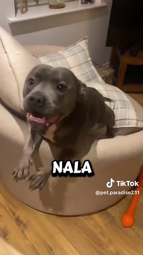 Unique and Fun Pet Names to Try