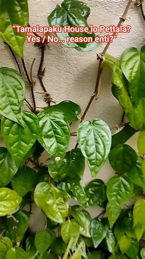 Tamalapaku House lo Pettala? 🌿 | Why People Say No/Yes? #betelleaves#youtubeshorts #tamalapaku