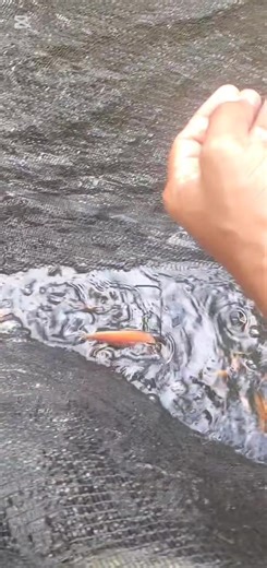 Tilapia fish farming #tilapiafingerlings | tilapia fish