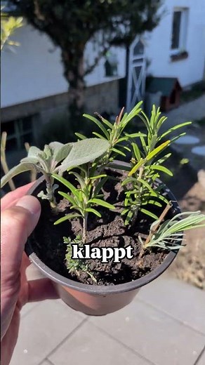 Root cuttings with a secret trick