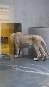 195K views · 3.2K reactions | Tajomstvo je vonku! V zoo máme už...