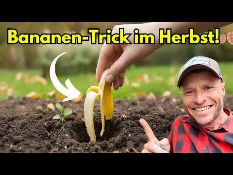 Bury the banana peel NOW – the result will surprise you!