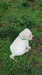 Can it seriously get any better?😍 • • • #englishlabrador #puppy #whiteenglishlab #labbreeder #englishlab #labrador #fyp #whitelab #lablove #labradorphotography #fypage | Hickory Bluff Labradors LLC