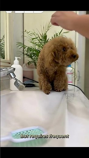 Meet the Miniature Poodle