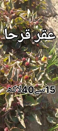 عقر قرحا فارمنگ پیداوار سب سے زیادہ