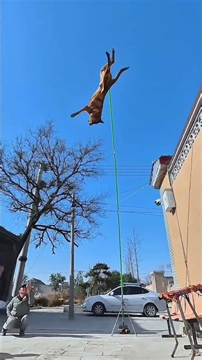 王牌飞行员申请出战 #萌宠出道计划 #马犬