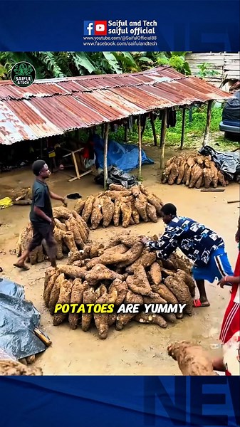 Africa’s Giant Potato That Looks Like a Tree Trunk! 🌍🥔