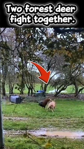Two Male Deer Fight for Territory | Forest Life Documentary #trending #deer #animals