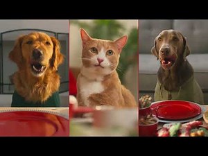 Where The Pets Go for Holidays