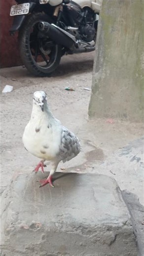 lifeline#love#pigeon#cute#✨🤌🕊️🕊️