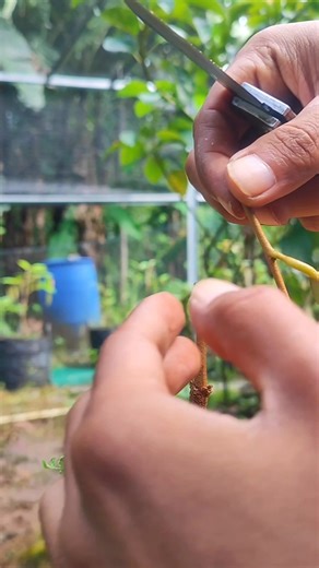 7.6K views · 89 reactions | Grafting fruit tree | Plants Propagation | Facebook