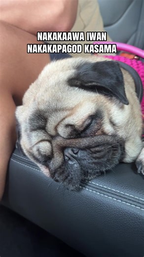 tulog ngayon hyper later 😂 #pug #pugsoftiktok #dogsoftiktok #PetsOfTikTok #furbaby