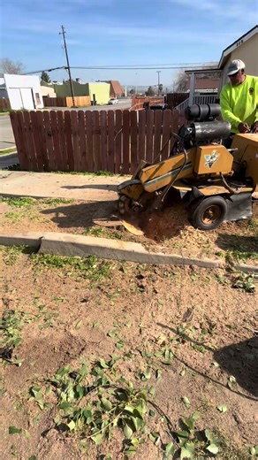 Hire New Era Tree Service Corp. Licensed & insured tree professionals you can trust. We take care of your trees and protect your home while doing quality work. 📞 Call now to schedule an appointment. 6612057575. #bakersfield #bakersfieldcalifornia #kerncounty #kern #homeimprovement