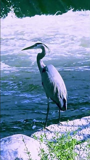 Great Blue Heron 1
