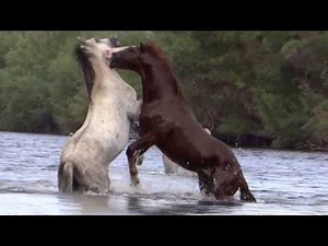 Moon and Francisco fight