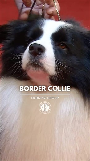 485K views · 14K reactions | A remarkably bright workaholic, there’s no doubt the Border Collie is an amazing breed but could be a bit too amazing for owners who don’t have the time or energy to keep them occupied! The breed is one of Dogdom's most agile and athletic citizens, making them excellent candidates for agility training. Curious to learn more? ➡️ https://bit.ly/3HOyfJW | American Kennel Club | Facebook