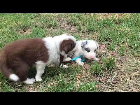 Border Collie Puppies Playing