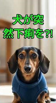 犬の下痢の原因と対処法5つをご紹介します#犬 #下痢 #犬の健康 #ペットケア #犬好き #愛犬 #犬の病気 #犬のいる生活 #わんこ #犬飼い