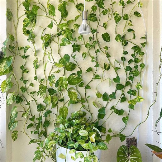 10 ideas for decorating your walls with plants