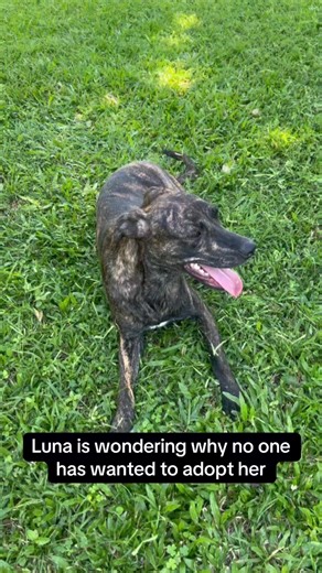 Luna is a 1 year old Staffie cross who has waited months… watching people come and go, hoping for someone to love her forever ❤️ Could you be the family she’s been waiting for? Kennel: A10 Ref: 128864 Call adoptions: 031 5796524/5 and quote Luna’s reference. | SPCA Durban